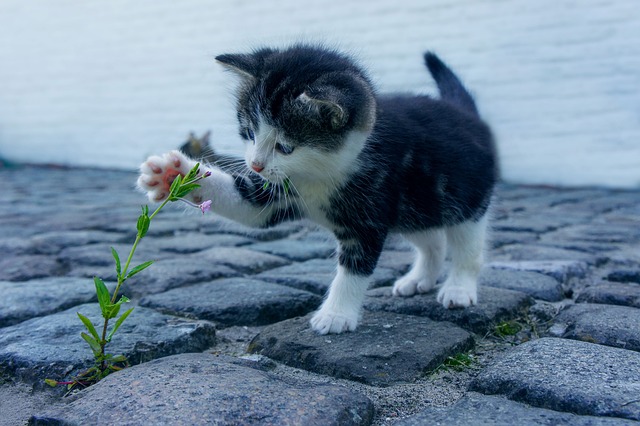 サンシャイン池崎の歴代の保護猫を調査！空前絶後の新居や猫グッズも紹介！